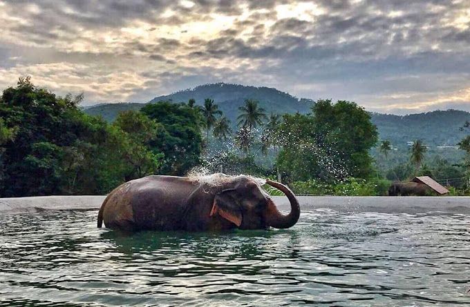 KOH SAMUI ELEPHANT SANCTUARY from www.samuielephantsanctuary.org