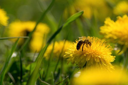 Insects populations are dying out. Here’s why that doesn’t have to be the case © Alamy